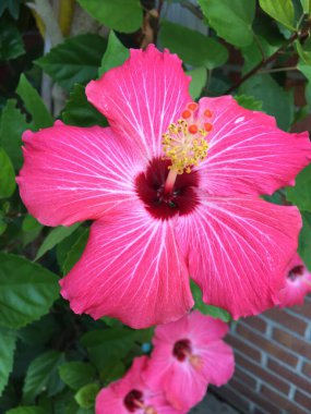 New Jersey Home Garden 'da çiçek açan güzel. New Jersey ev bahçesi zinya ve çiçek desenleriyle bezenmiş..