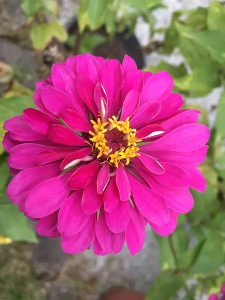Blossoming Beauty in a New Jersey Home Garden. New Jersey home garden adorned with the vibrant hues of zinnia and hibiscus flowers.