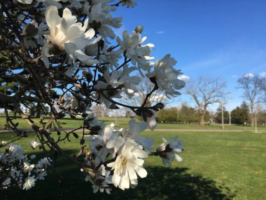 Parktaki beyaz çiçek ağacı baharda tomurcuklanıyor