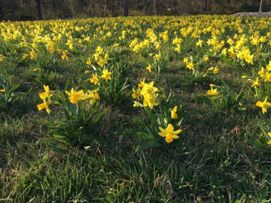 İlkbaharda tomurcuklanan küçük nergisler doğayı güzelleştirir. 
