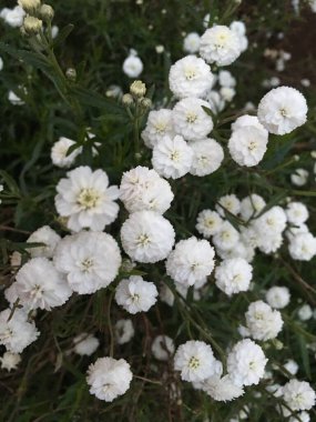 New Jersey 'deki tapınak 