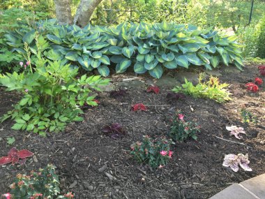 Bahçedeki güzel çiçekler