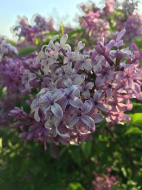 Bahçedeki leylak çiçekleri