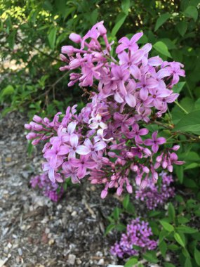 Bahçedeki güzel çiçekler