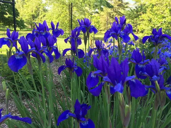 Bahçedeki güzel çiçekler