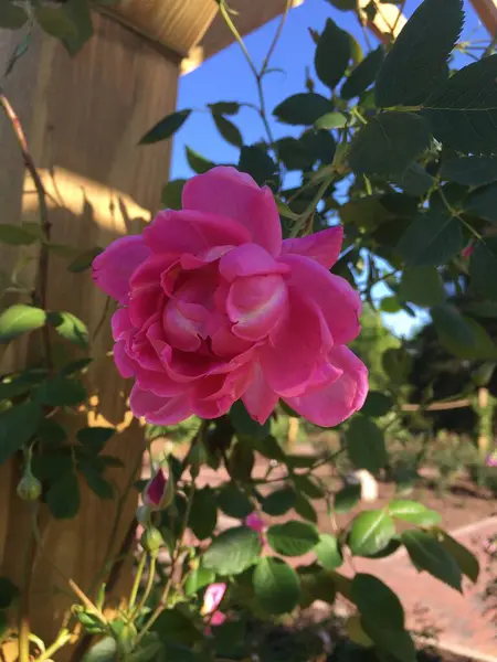 Güzel botanik fotoğrafı, doğal duvar kağıdı.