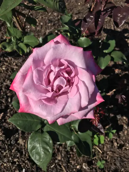 Bahçedeki güzel pembe çiçek