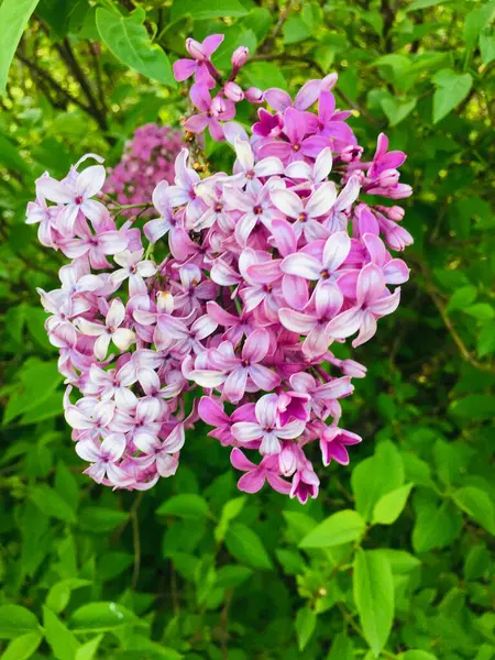 Bahçedeki güzel mor çiçekler