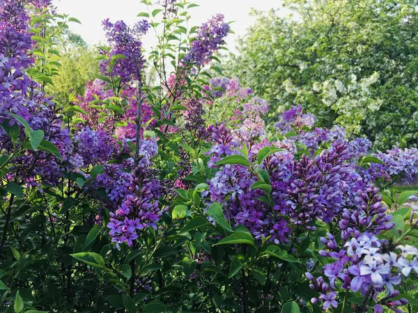 Bahçedeki güzel çiçekler