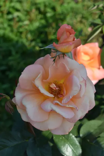 Bir bitkinin güzel çiçekleri