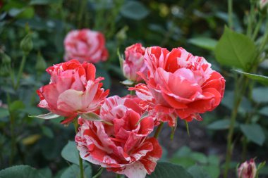 Bir bitkinin güzel çiçekleri