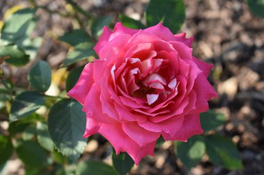 Bahçede güzel bir gül