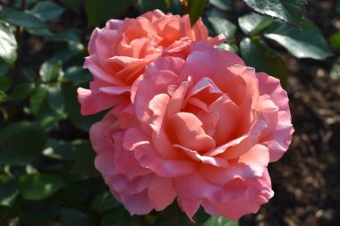 Bahçedeki güzel pembe güller