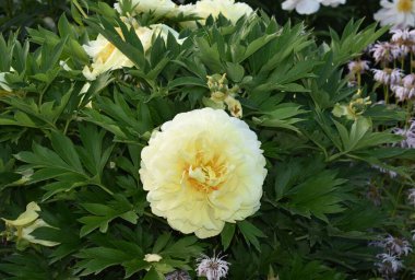 Bahçedeki güzel çiçekler