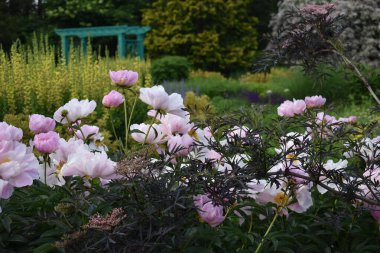 Bahçedeki güzel çiçekler