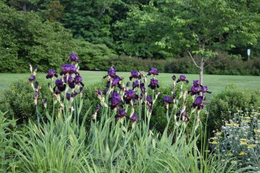 Bahçedeki güzel çiçekler