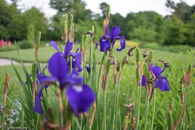 Güzel botanik fotoğrafı, doğal duvar kağıdı.