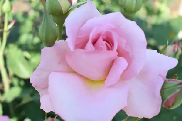 Bir bitkinin güzel çiçekleri