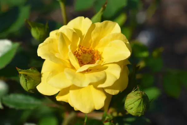 Yumuşak yapraklarını ve sıcak, neşeli rengini vurgulayan sarı bir gülün canlı yakın çekimi. Gülün narin yapısı pozitiflik, dostluk ve mutluluk yayar. Bu da onu neşe ve yeni başlangıçlar için ideal bir görüntü yapar..