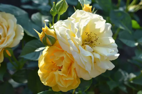 Bir bitkinin güzel çiçekleri