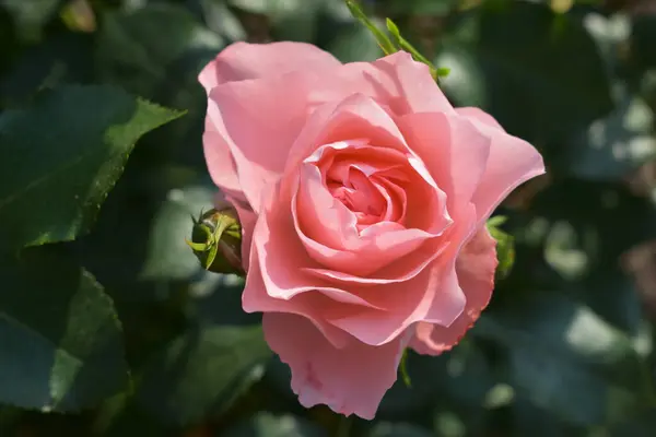 Bahçedeki güzel pembe güller