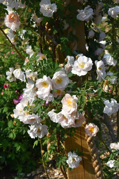 Bahçedeki güzel güller