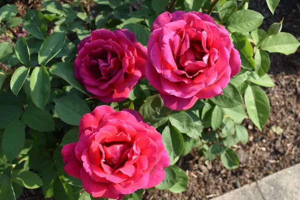 Bahçedeki kırmızı güller