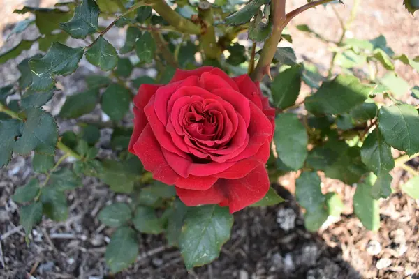 Bahçede kırmızı gül çiçeği