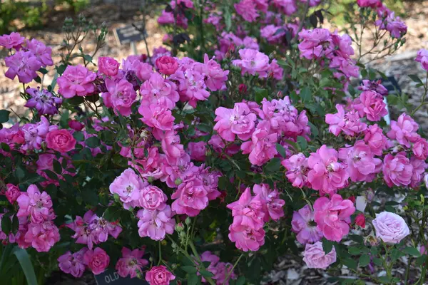 Bahçedeki güzel çiçekler