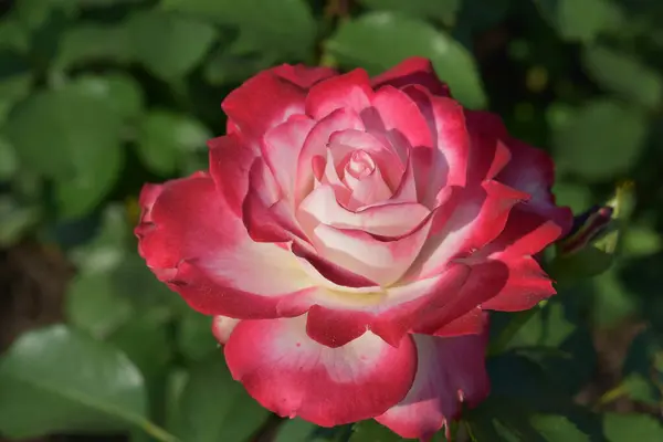 Bahçede kırmızı gül