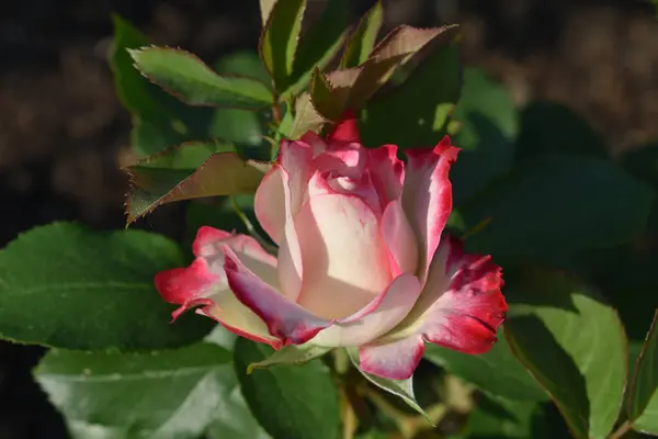 Bahçede gül, çifte gölge gül, aşkını güzel bir gülle ifade et.. 