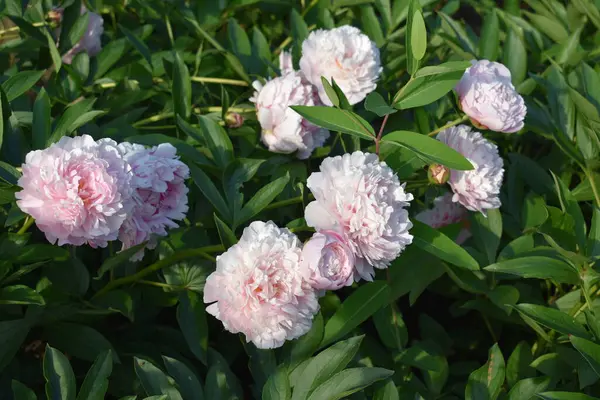 Bahçedeki güzel pembe şakayık