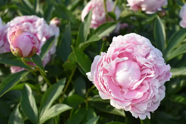 Bahçedeki pembe şakayık çiçeği