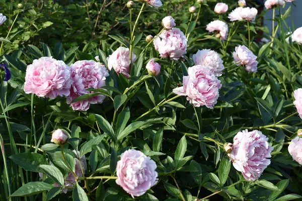 Şehirdeki bir yaz bahçesinde pembe şakayıklar. Çiçek tarlasında güzel çiçekler.