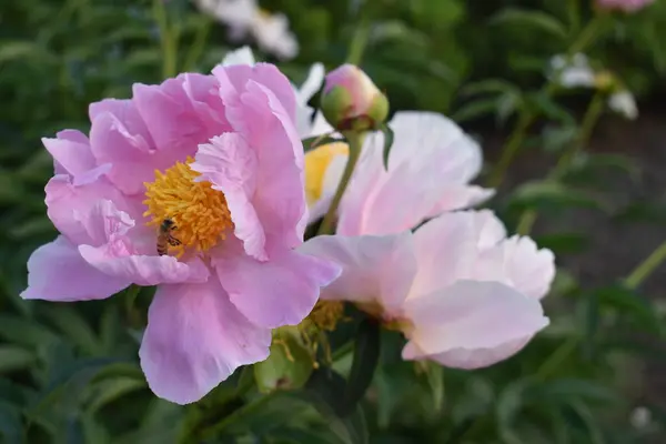 Bahçedeki güzel pembe çiçekler