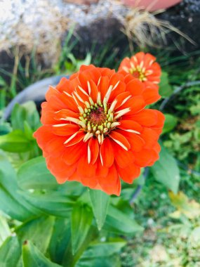 Güzel botanik fotoğrafı, doğal duvar kağıdı.