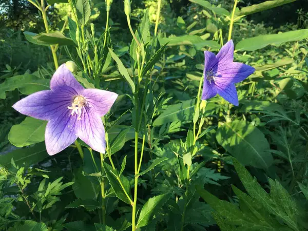 Bahçedeki güzel mor çiçek