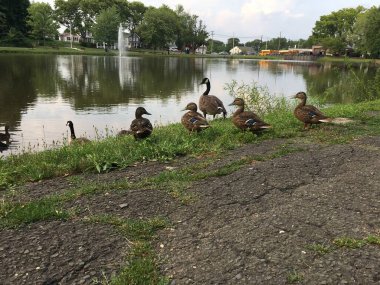 Parktaki ördekler