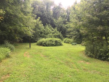 Parkta yeşil çimen