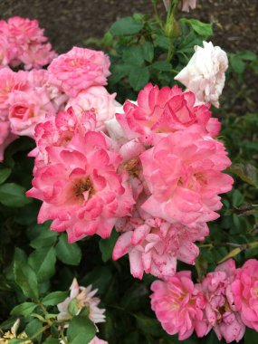 Bahçedeki güzel çiçekler