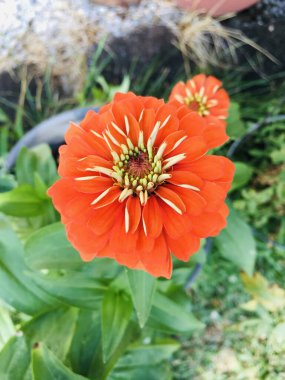 Bahçedeki güzel kırmızı çiçek