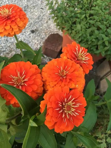 Bahçedeki güzel çiçekler