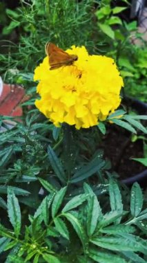 Bahçedeki güzel çiçekler