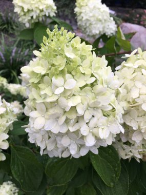 Bahçedeki güzel çiçekler