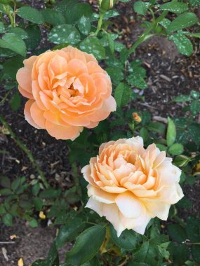 Bahçedeki güzel çiçekler