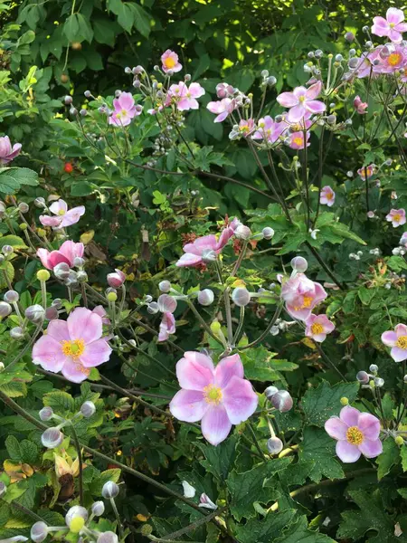 Bahçedeki güzel çiçekler