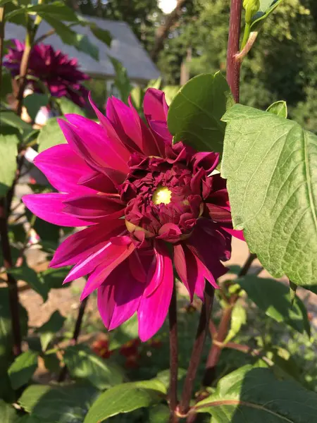 Bahçedeki güzel çiçekler