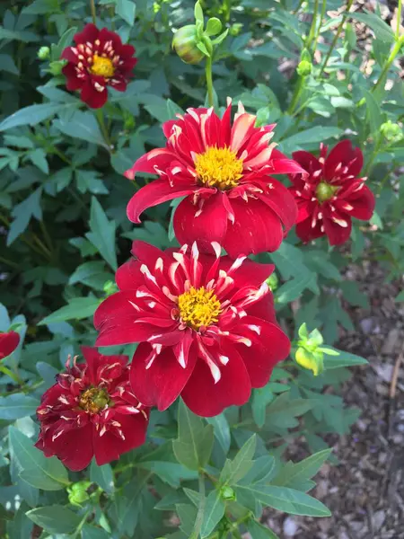 Bahçedeki güzel çiçekler