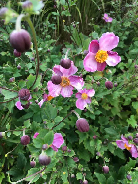 Güzel botanik fotoğrafı, doğal duvar kağıdı.