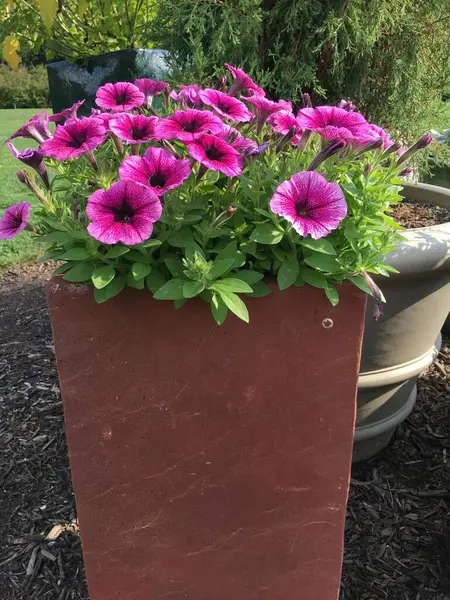 Bahçedeki güzel çiçekler